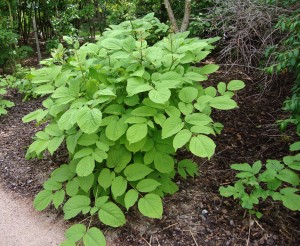 Aralija cordata 2