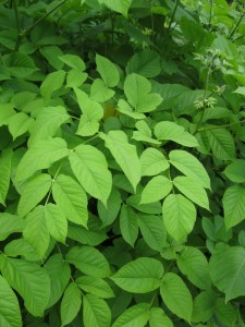 Aralija cordata 4